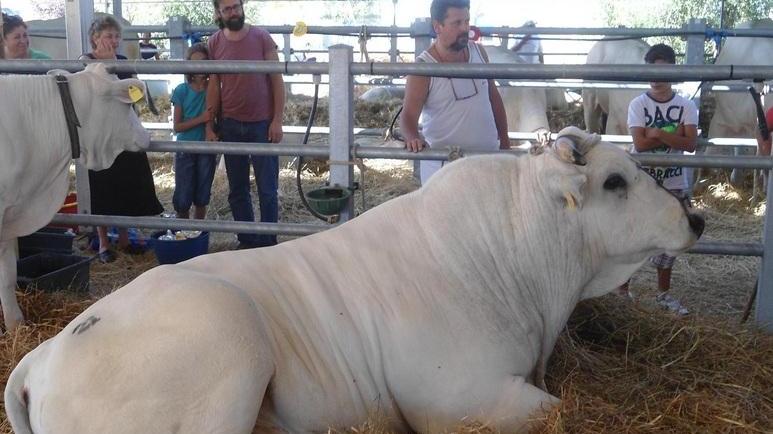 Chianina protagonista della fiera