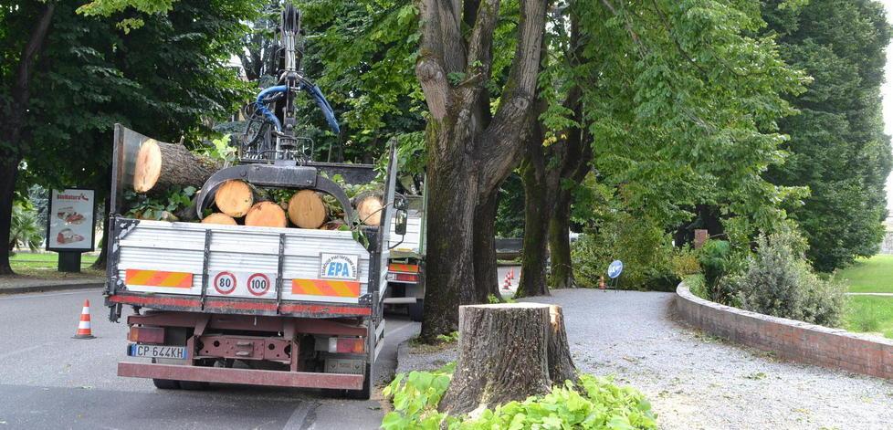 Abbattuto un altro albero in viale Carlo Del Prete