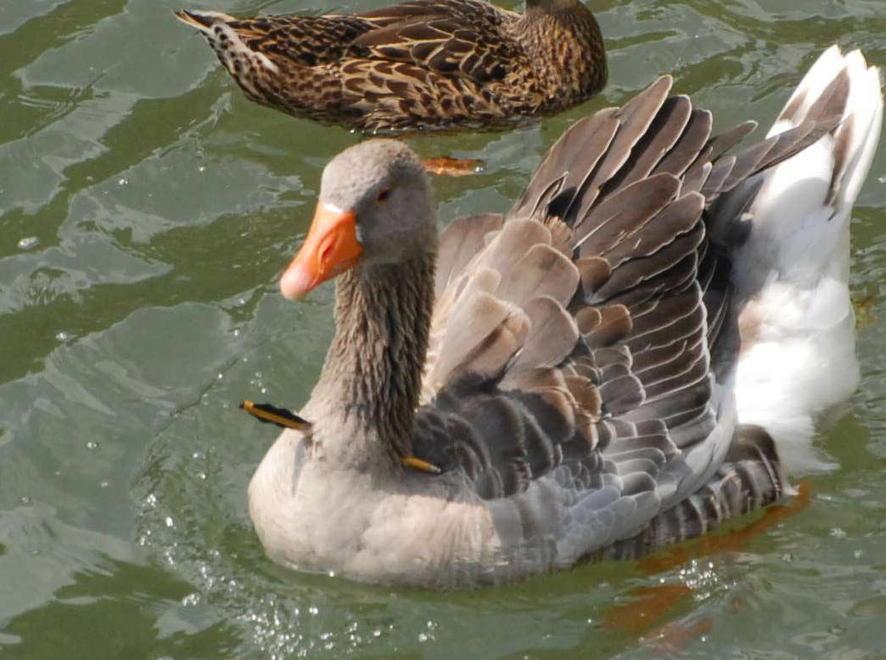 L’anatra guarita sarà riportata sul fiume 