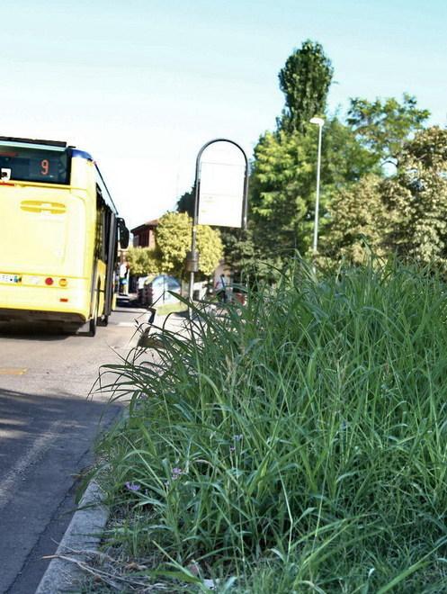 Verde pubblico a Modena, Giacobazzi boccia il M5s 