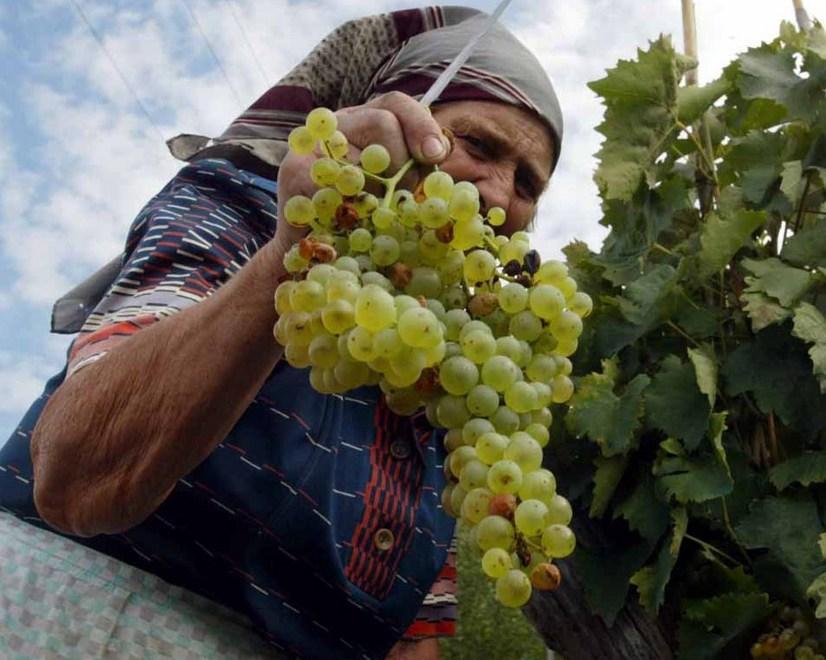 Vendemmia ritardata a settembre, 900 operai al lavoro 