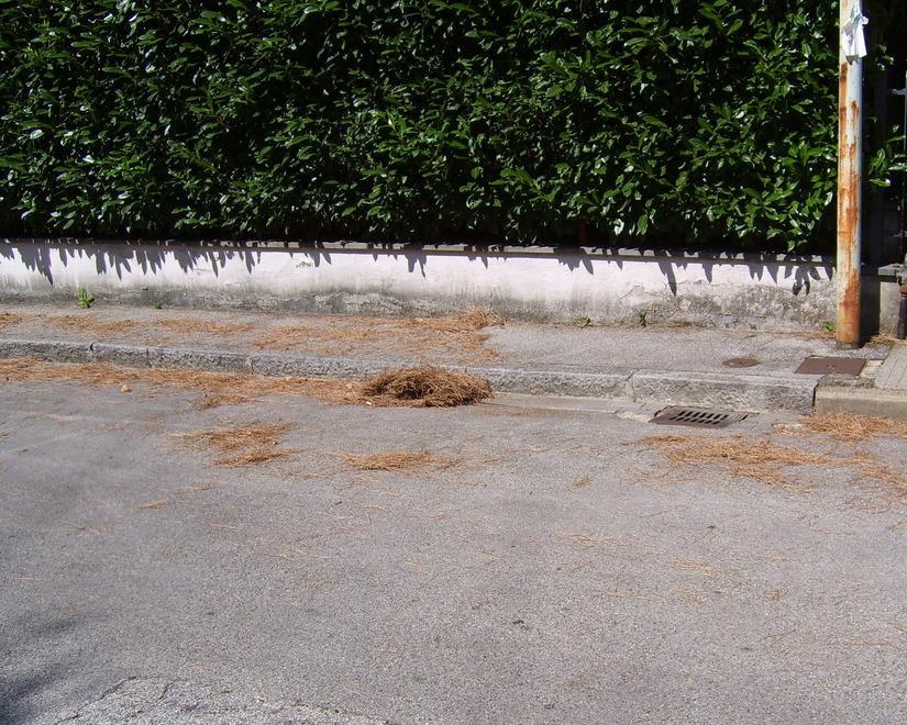 L’Asm pulisce solo le strade, ma non le caditoie 