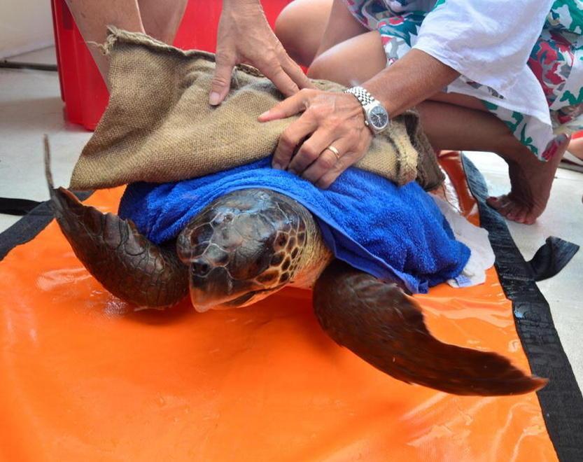 Tartaruga salvata fuori dal porto di Capraia 