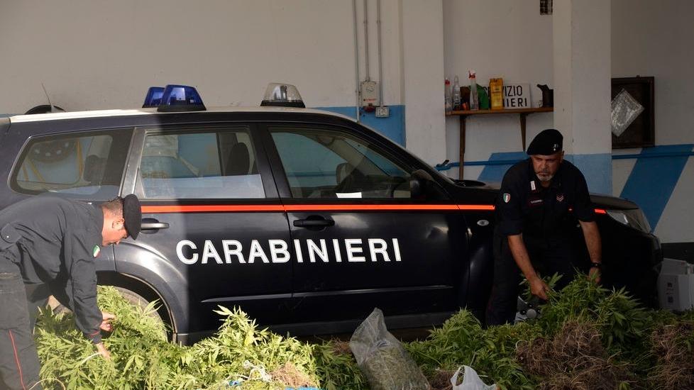 Piantagione di marijuana scoperta dai carabinieri