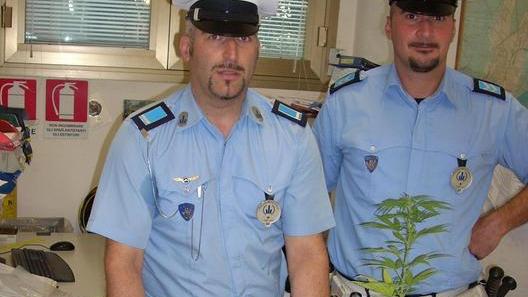 Sequestrato un chilo di marijuana