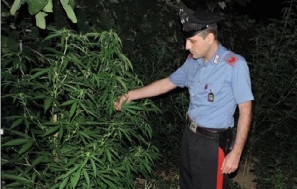 Coltiva cannabis nell’orto Arrestato 47enne a Spezzano