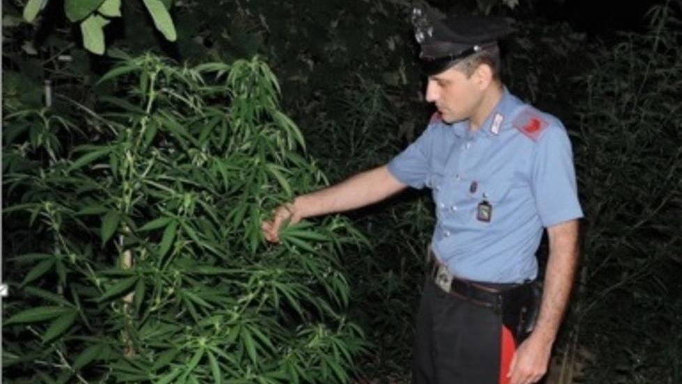 Coltiva cannabis nell’orto Arrestato 47enne a Spezzano