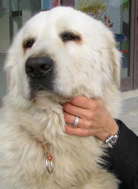 Rubano un cane dal cortile di una casa