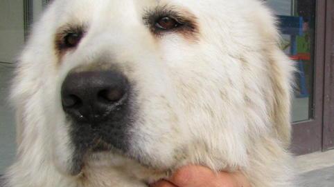Rubano un cane dal cortile di una casa