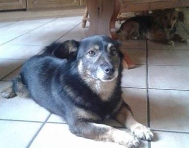 Due cagnolini sterilizzati grazie al cuore dell’agente