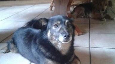 Due cagnolini sterilizzati grazie al cuore dell’agente