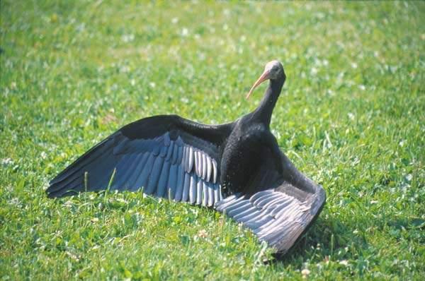 Ibis eremita, volo per 800 chilometri guidato da ultraleggeri 