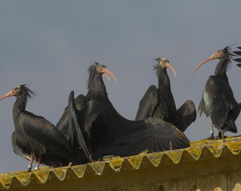 Ibis eremita in volo per 800 chilometri guidati da ultraleggeri 