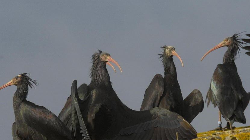 Ibis eremita in volo per 800 chilometri guidati da ultraleggeri