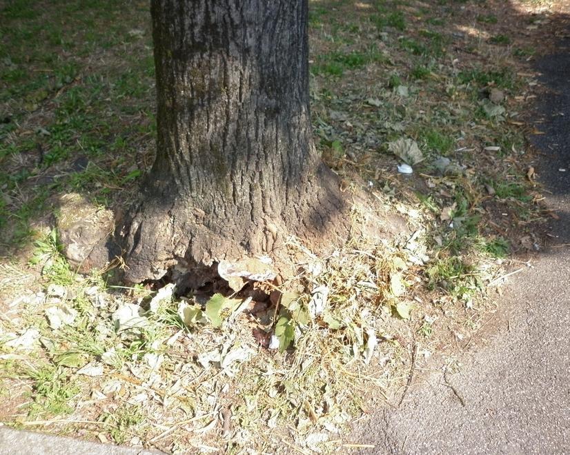 Taglio programmato per nove tigli di piazza della Stazione a Prato 