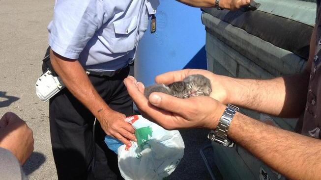 Gattini gettati tra i rifiuti, salvati dai vigili urbani