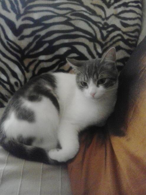 Gatto preso a fucilate, è caccia a chi ha sparato 