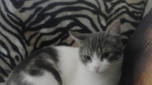Gatto preso a fucilate, è caccia a chi ha sparato