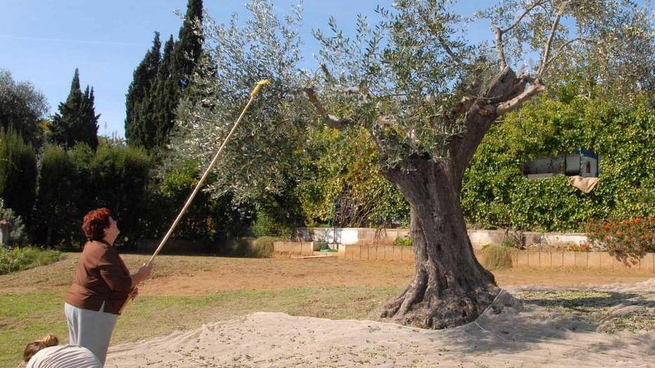La mosca olearia mette ko la produzione dell’olio