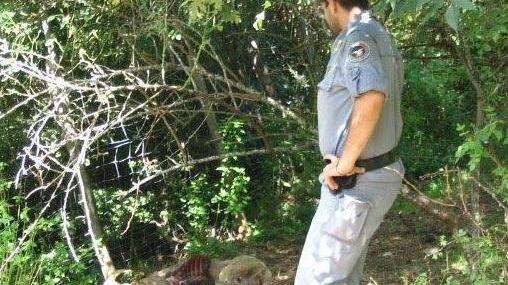 «Come i lupi anche le pecore corrono il rischio estinzione»