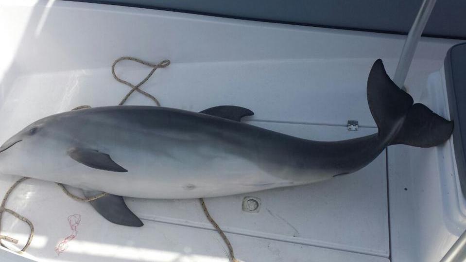 Trovato a Capo Caccia un delfino morto