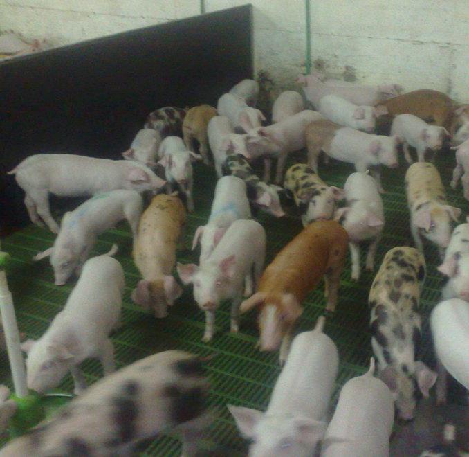 Peste suina, un affare per la Spagna 