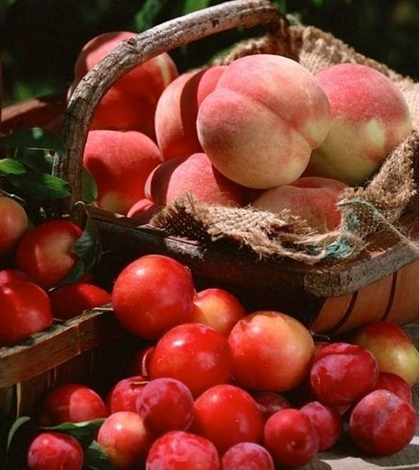 «L’embargo della Russia ci costa 35 milioni di euro» 