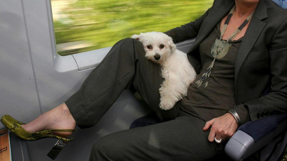 Come trasportare il vostro animale in treno