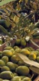 Conoscere meglio l’olivastra: un progetto da 80mila euro