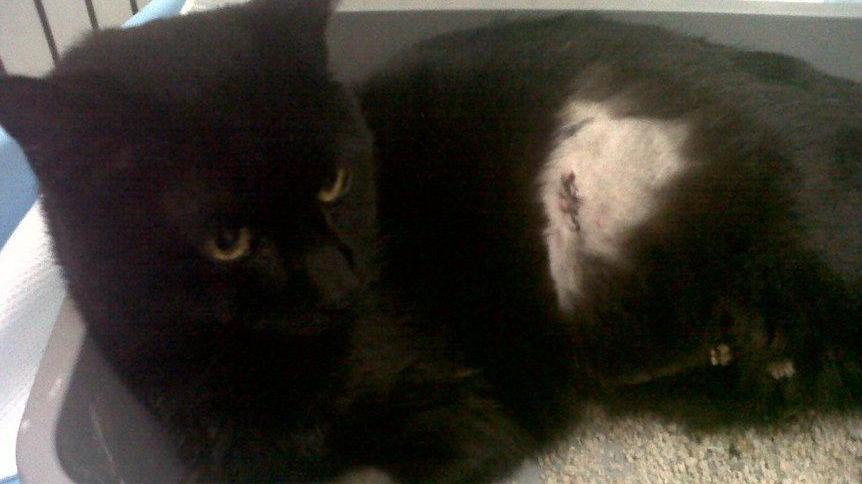 Gatto preso a fucilate, caccia a chi ha sparato