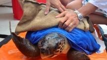 La tartaruga “Camilla” sarà curata all’Acquario