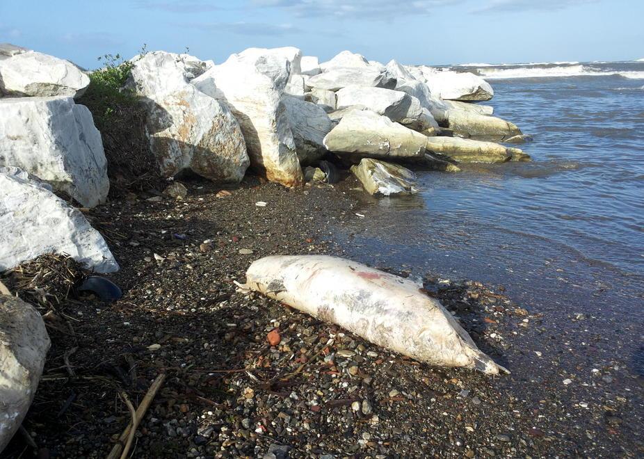 Uno squalo ha divorato il delfino morto ai 3 Ponti 