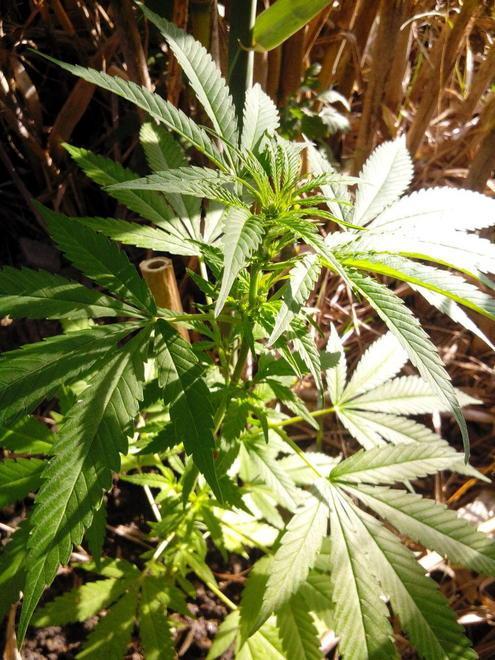 Le guardie volontarie trovano piante di marijuana sul Bisenzio 