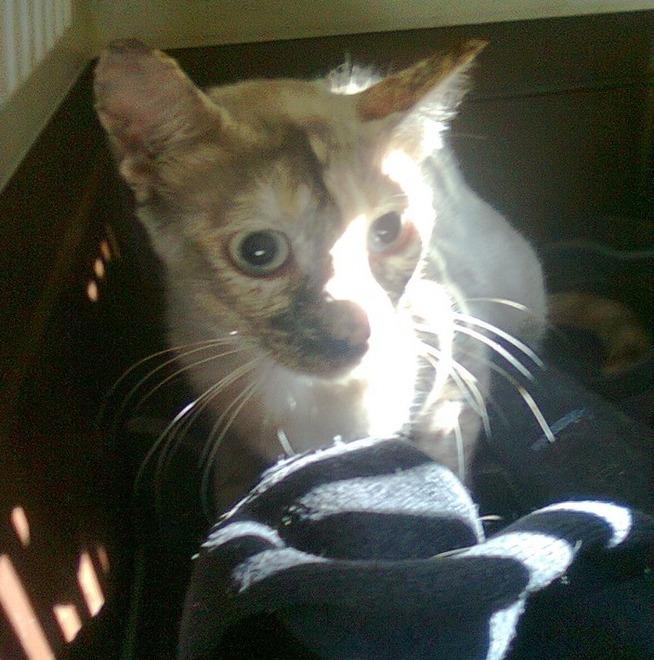 Sorso, sos per la colonia felina “sfrattata” dalla scuola 