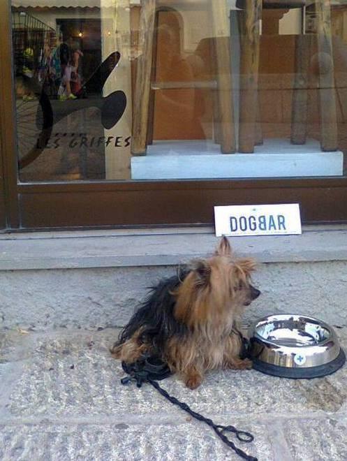 Un evento per celebrare i dogbar 