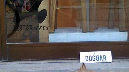 Un evento per celebrare i dogbar