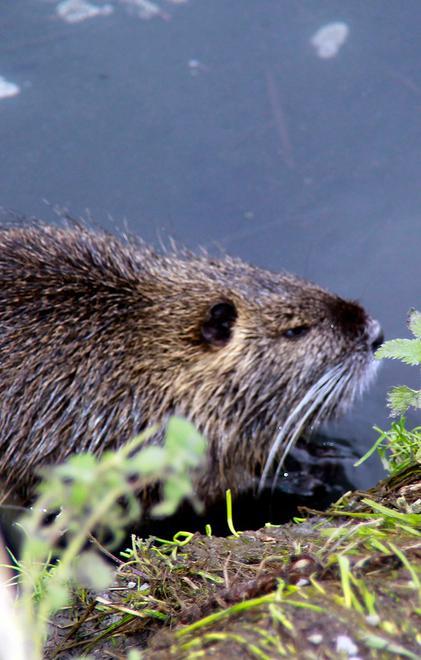 «Mano libera contro le nutrie» 