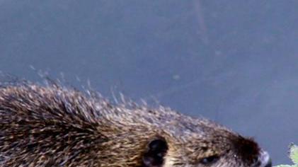 «Mano libera contro le nutrie»
