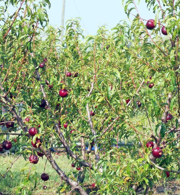 «In grave ritardo gli interventi europei sulla frutticoltura» 