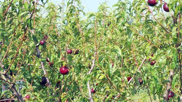 «In grave ritardo gli interventi europei sulla frutticoltura»