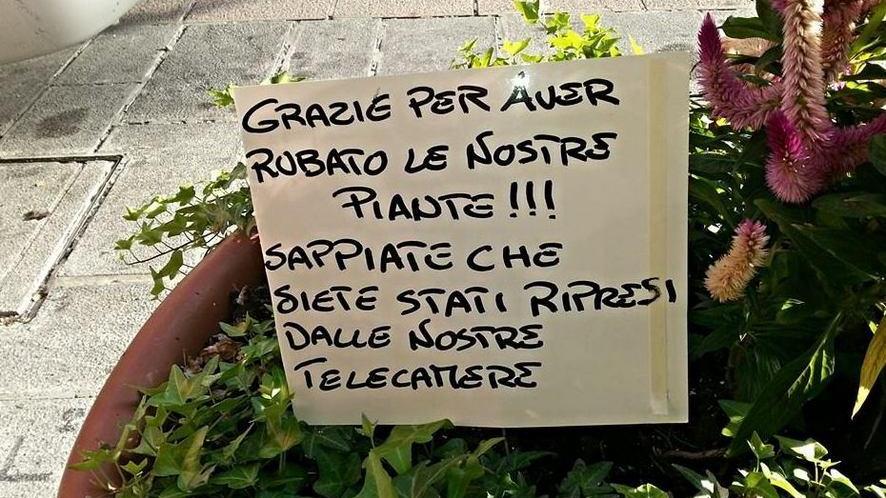 Un “grazie” ai ladri di piantine