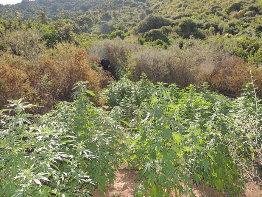 Marijuana, scoperta una maxi piantagione nelle campagne di Olzai 