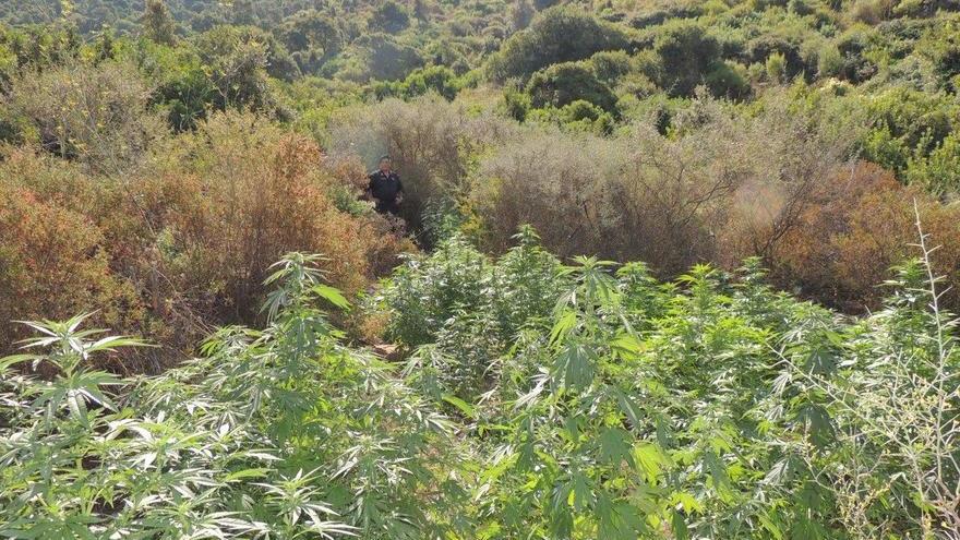 Marijuana, scoperta una maxi piantagione nelle campagne di Olzai 
