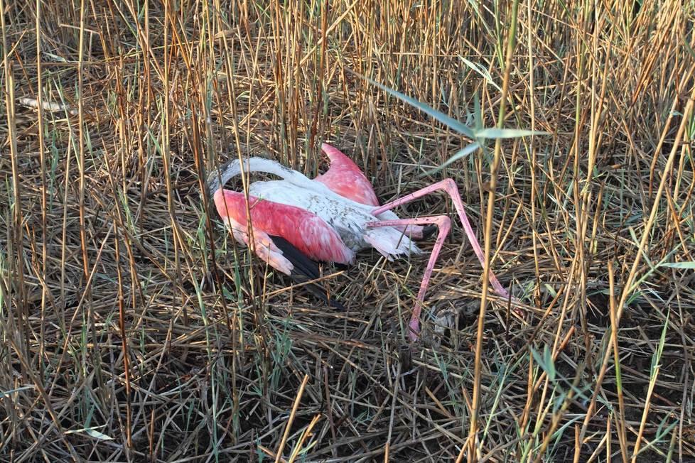 Stagno di Pilo, i nemici dei fenicotteri sono le armi da fuoco 