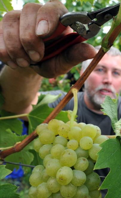 Vendemmia, cali del 20% ma Modena esce indenne 
