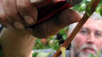 Vendemmia, cali del 20% ma Modena esce indenne