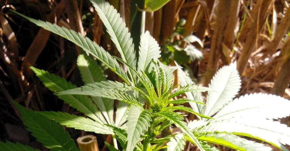 Le guardie Italcaccia trovano due piantine di marijuana