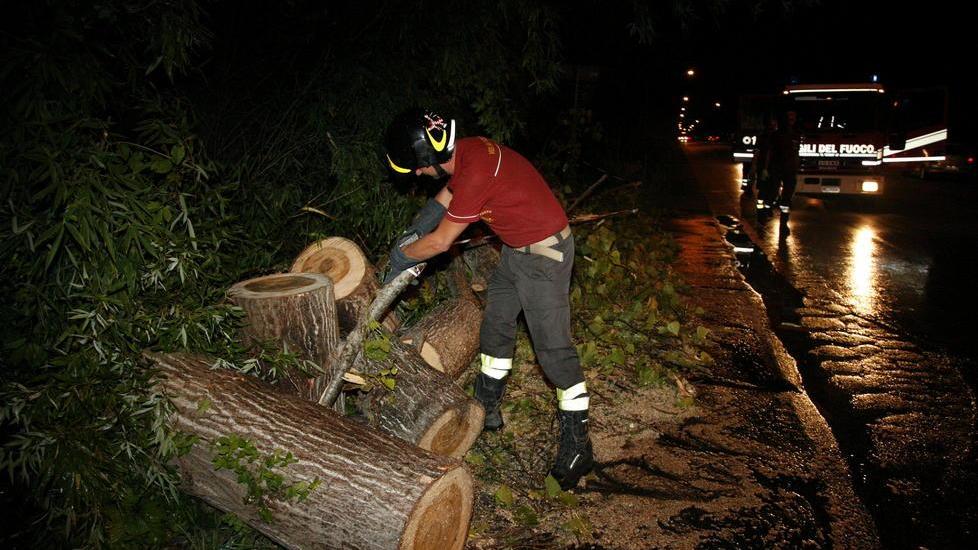 Cade un pioppo a bordo strada