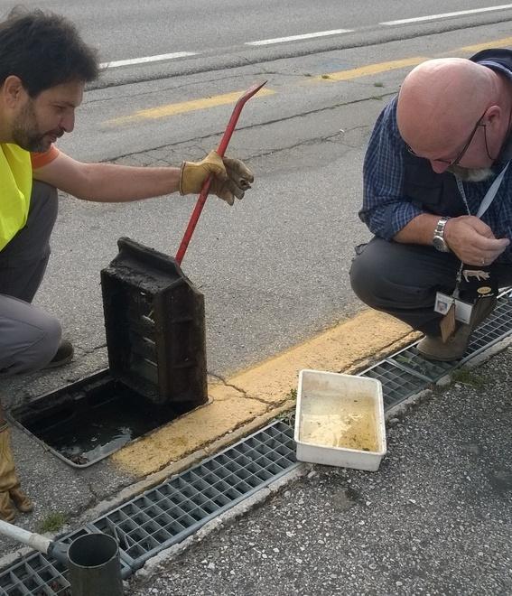 Guerra alle zanzare nelle caditoie fino ad ottobre