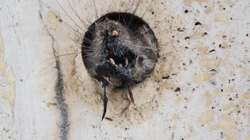 Topo intrappolato nella feritoia lungo il viale del Risorgimento